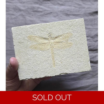 Very Rare Real Fossil Dragonfly From The Famous Jurassic Of Solnhofen